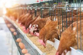 Poultry business and its benefits